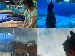 -海合安成都极地海洋公园