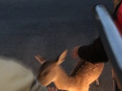 -清迈夜间动物园