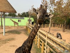 -西霞口神雕山野生动物世界