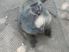 -西霞口神雕山野生动物世界