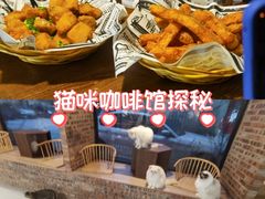 -豆逗聊愈猫阁Easy Life