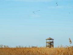 -盐城丹顶鹤湿地生态旅游区