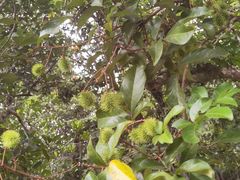 -中国科学院西双版纳热带植物园