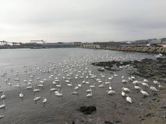 -烟墩角天鹅湖