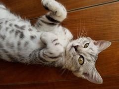 -袖虎·猫馆(体育西路店)