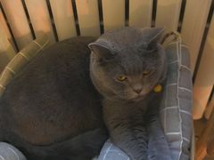 -海边的猫和咖啡馆