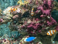 -北戴河圣蓝海洋公园