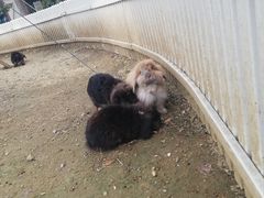 -上方山森林动物世界
