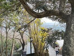 -上海佘山国家森林公园西佘山园