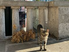 -加拉达石塔
