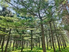 -黑龙江省森林植物园