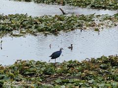 -洱海月湿地公园
