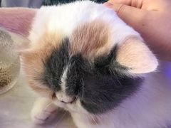 -平行世界·猫咖(首经贸店)