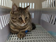 -瑞派福兴宠物医院犬猫全科·骨科·中西医结合(河东店)