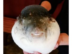 -天正河鲀·河豚亭(大连店)