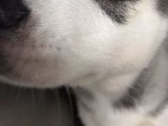 -爱侣宠医·鹦鹉专科·小型哺乳类·异宠专科(灵石路店)