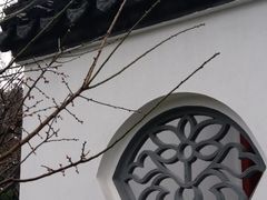 -香雪海