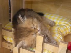 -宠颐生宠物医院外科·内科·皮肤科·影像科(石龙店)