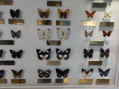 -上海昆虫博物馆