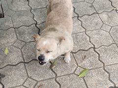 -王浩儿纪六孃甜皮鸭(乐山总店)