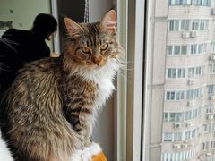 -东方名猫馆·英短金渐层布偶猫舍(环线广场1号楼店)