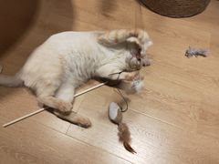 -猫腻·猫咖·撸猫馆(星光大道店)