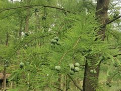 -昆山城市生态森林公园