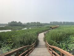 -白洋淀景区