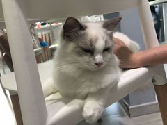 -喵的天空名猫咖啡馆·撸猫·猫舍·用品