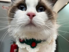 -伟伟宠物医院·瑞派猫友好医院·猫科(光谷店)