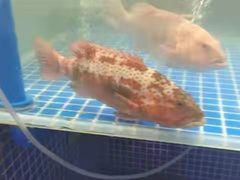 -鸿港海鲜批发市场