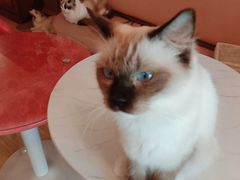 -Sweet cat·星愿猫咖(国贸大厦店)