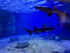 -海合安成都极地海洋公园