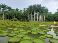 -中国科学院西双版纳热带植物园