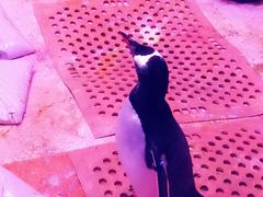 -暹罗海洋世界