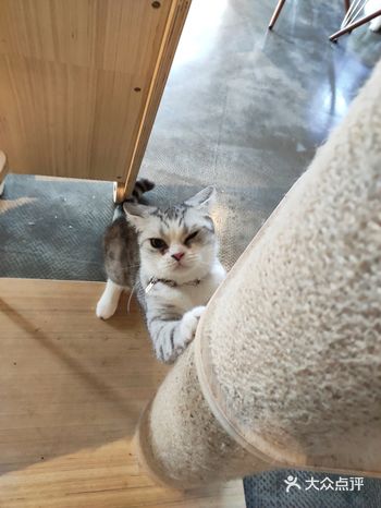 ？？应该是叫这个名字吧，里面好多猫，有蓝猫，狸花猫