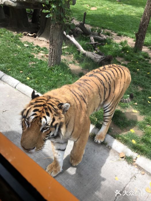 北京野生动物园图片