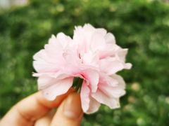-高东镇樱花园