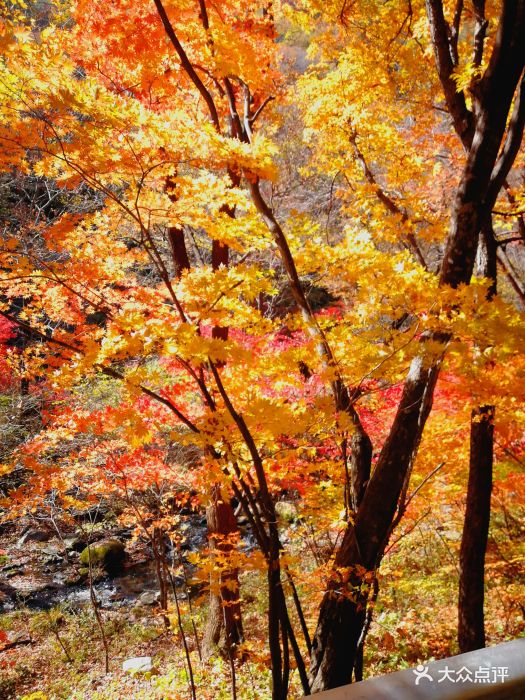 新宾岗山国家森林公园图片