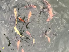 -九龙公园