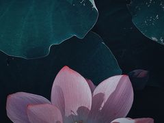 -厦门园林博览苑