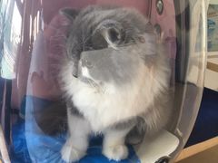 -伟伟宠物医院·瑞派猫友好医院·猫科(光谷店)