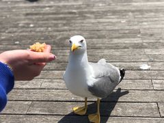 -小巴塞罗那海滩
