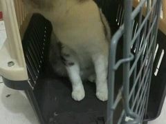 -伟伟宠物医院·CT影像中心·瑞派犬猫综合性门诊(汉口总院)