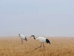 -盐城丹顶鹤湿地生态旅游区