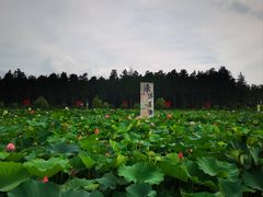 -渌洋湖湿地公园