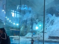 -帝企鹅自助餐厅•儿童岛•真企鹅(长隆企鹅酒店)