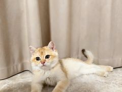 -lincat·猫舍(广州店)