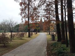 -上海滨江森林公园