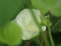 -菊园百果园